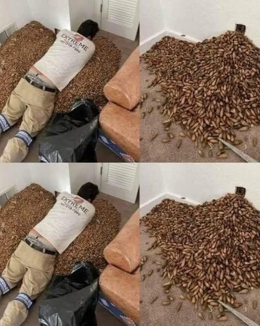 A man smells a strong smell in his house, when he finds out that he opens the wall he finds…