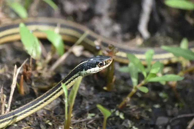 Jake’s Unexpected Snake Encounter: How a Relaxing Day at the Lake Turned Into a Thrilling Surprise