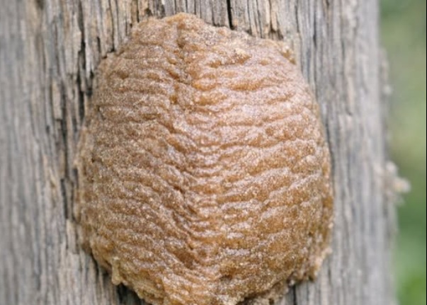 What Is That Strange Foam-Like Structure on Your Fence? A Backyard Discovery Explained