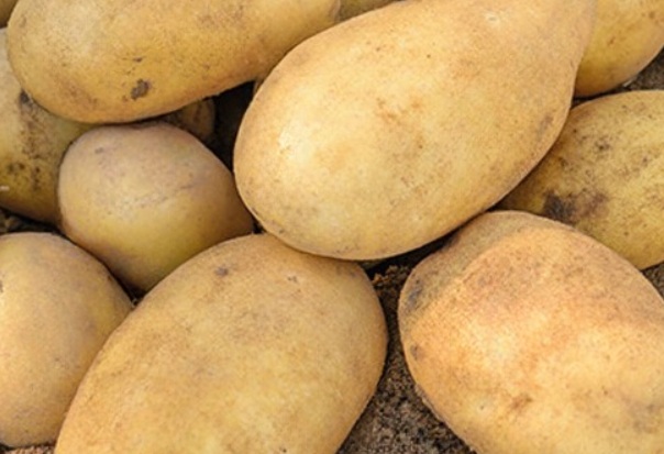 Benefits and Contraindications of Eating Potatoes: A Complete Guide to Their Nutrition, Preparation Methods, and Role in a Healthy Diet