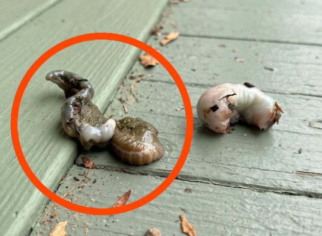 I Stepped Onto My Balcony and Saw Something Strange — The Simple Explanation Surprised Me