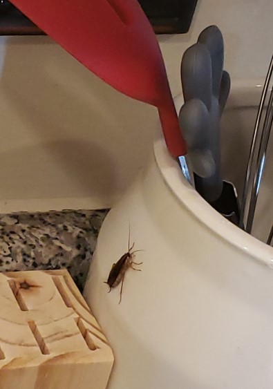 A Safe, Budget-Friendly Approach to Keeping Cockroaches Out of Your Home