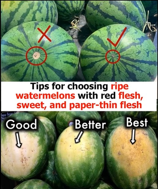 Tips for choosing ripe watermelons with red flesh, sweet, and paper-thin flesh