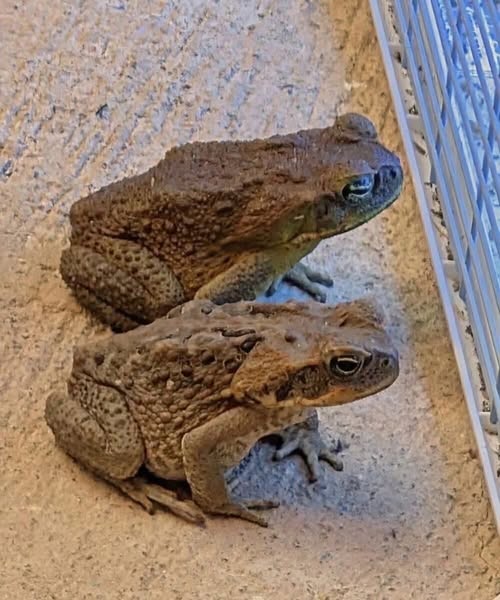 A toad in your home may enter seeking shelter, moisture, or insects.