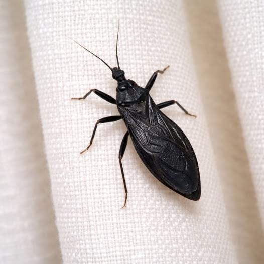 Understanding Assassin Bugs: How to Recognize Them, Prevent Bites, and Know What to Do If One Occurs