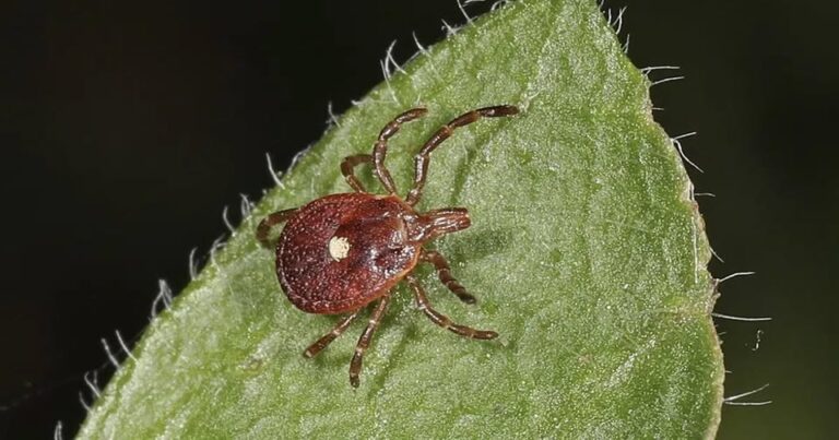 What to Do If You Spot a Lone Star Tick: Symptoms, Removal, and Prevention Guide