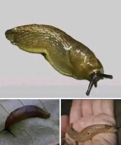 Did You Know That When a Slug Visits Your House It Means More Than You Think?