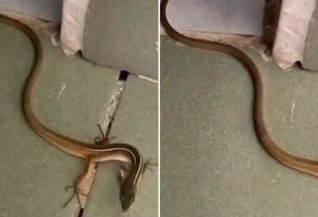 When a Snake Enters Your Home: Practical Reasons, Safety Tips, and Prevention Guide