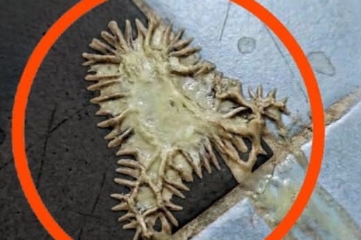 The Bathroom Nightmare: How a Viral “Mutant Growth” Photo Sparked Fear and Revealed a Hidden Reality in Modern Homes