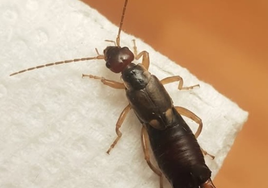 How to Eliminate Earwigs Instantly Using Just One Simple Ingredient—Homeowners and Gardeners Reveal the Easy, Surprisingly Effective Trick That Drives These Pests Away, Protects Plants, and Keeps Homes Bug-Free Without Harsh Chemicals, Saving Time, Money, and Stress While Experts Explain Why This Single Ingredient Works Wonders Against Annoying Insects Every Season