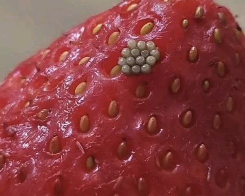 White Worms in Strawberries? What Happens When You Soak Berries in Salt Water (And If They’re Still Safe to Eat)