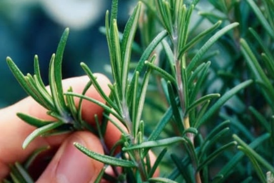 The Powerful Benefits of Rosemary for Older Adults: A Natural Way to Support Mind, Body, and Well-Being