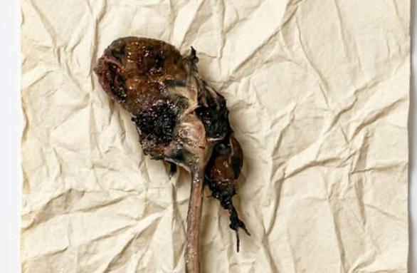 At 1:30 AM, My Puppy Brought Me a “Nightmare” — What It Turned Out to Be Changed How I See Fear