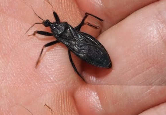 What To Do If Bitten By An Assassin Bug: A Guide to Staying Safe