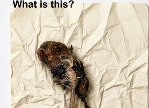 At 1:30 AM, My Puppy Brought Me a “Nightmare” — What It Turned Out to Be Changed How I See Fear