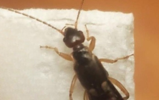 My 7-Year-Old Was Bitten by This Terrifying Backyard Pest — What We Discovered About Earwigs Changed Everything