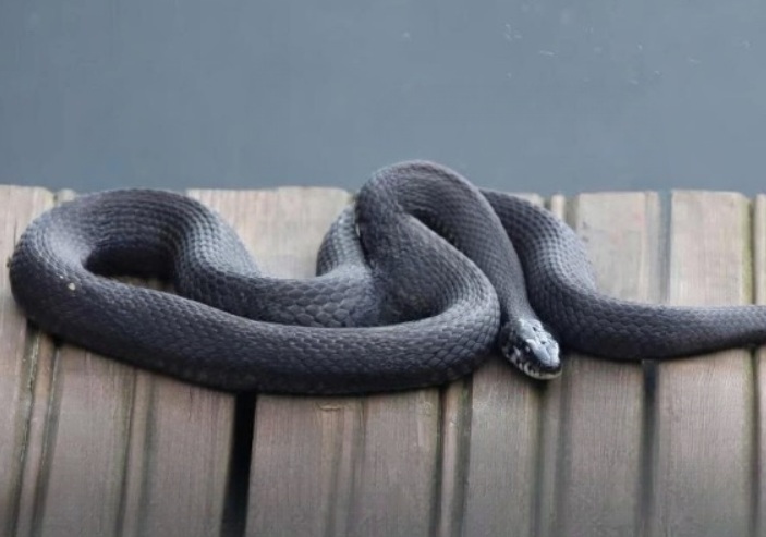 7 Natural Scents That Help Repel Snakes and Keep Your Home Protected