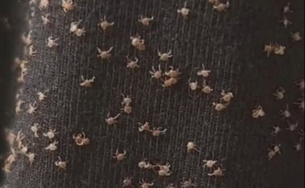 The Secret Life of Clinging Seeds: How Nature Hitsched a Ride on Your Clothes, Pets, and Everyday Walks