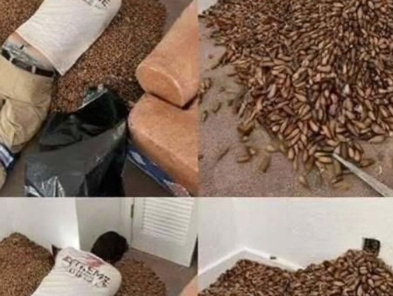 A Strange Smell in the House Kept Returning—What He Discovered Inside the Walls Changed Everything