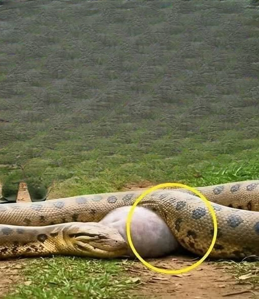 When Nature Stuns: Inside the Anaconda Encounter That Shocked Wildlife Experts