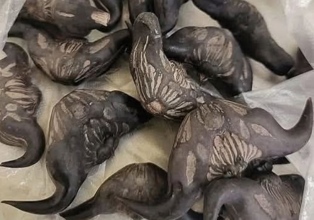 When Neighbors Share Too Much: What to Do with Surprise Garden Bounty