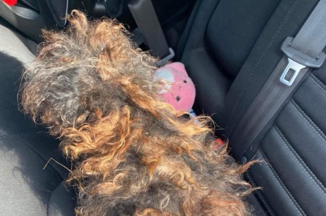 Hidden Beneath the Matted Fur: The Rescue Story of “Pear” That Touched an Entire Community