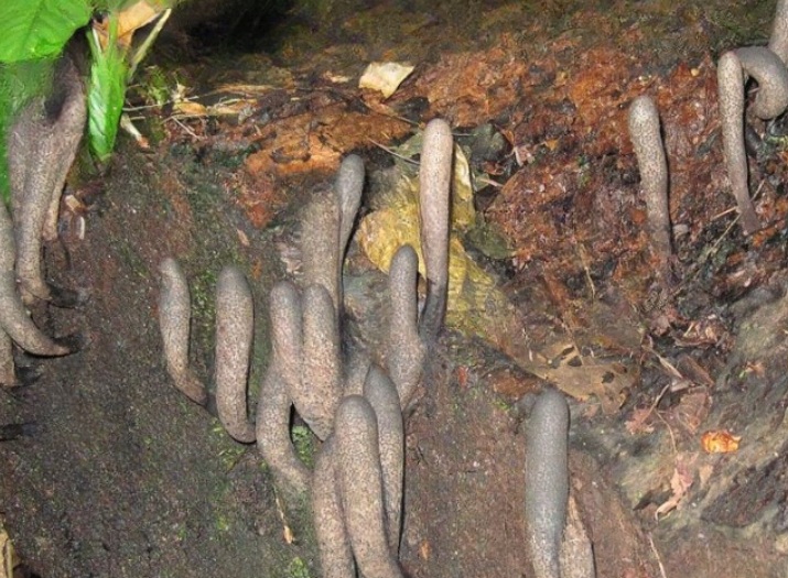 Uncovering the Mystery of the Strange Fungus That Resembles a Hand Emerging from the Earth