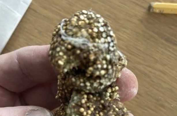 I Touched It Before I Realized What It Was