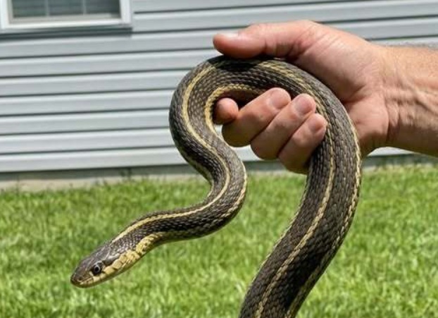 8 Simple and Safe Ways to Keep Snakes Out of Your Yard While Protecting Your Family and Pets