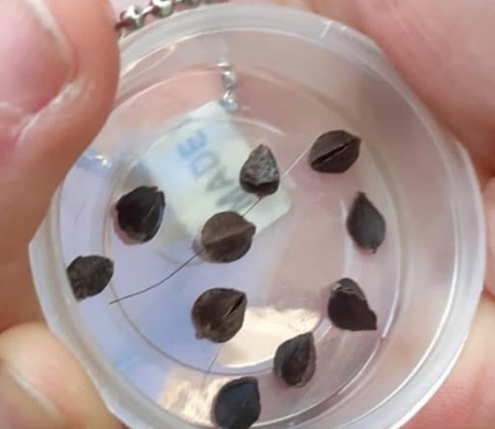 What Are Those Weird “Seeds” in Your Bed? Here’s the Real Answer