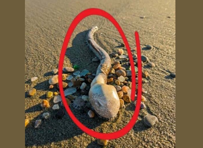 A Mysterious Beach Discovery Left Everyone Curious During a Simple Walk