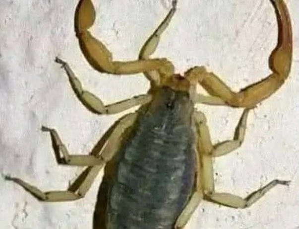 What It Means When a Scorpion Appears in Your Home: Practical Reasons, Cultural Symbolism, and Thoughtful Insights